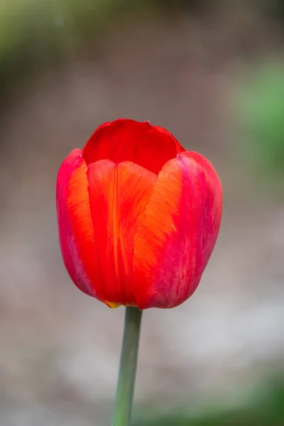 Red Tulip Blurry Background Sunset Spring Flower Shallow Depth Field — Stock Photo, Image