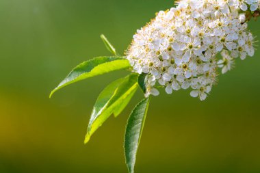 Beyaz kiraz çiçekleri. Çiçek açan bir ağacın dalları. Beyaz çiçekli kiraz ağacı. Bulanık arkaplan.