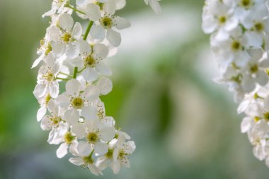 Kuş kirazı açan beyaz çiçekler. Çiçek açan kiraz ağacı. Beyaz Çiçekli Prunus Padus Ağacı 'nın yakın çekimi. Baharda çiçek açan tatlı kuş kiraz ağacı. İlkbahar konsepti.