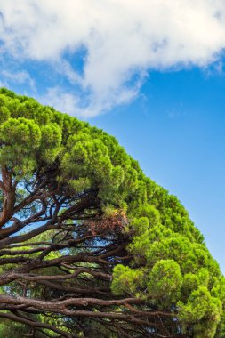 Mavi gökyüzünün arka planında uzun iğneler olan yeşil çam ağacı. Uzun iğneli yemyeşil çam ağacından bir taç. Tazelik, doğa, konsept. Pinus pinea, İtalyan taş çamı, şemsiye çamı ve şemsiye çamı olarak da bilinir.