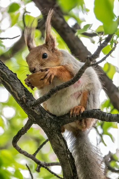 Squirrel Nut Sits Branches Spring Summer Eurasian Red Squirrel Sciurus — Stock Photo, Image