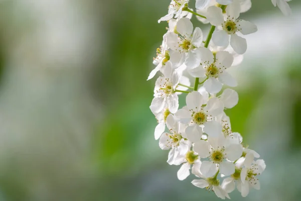 Λευκά Λουλούδια Ανθίζουν Κεράσι Πουλιών Κερασιά Πουλιών Στο Μπλόσομ Κοντινό — Φωτογραφία Αρχείου