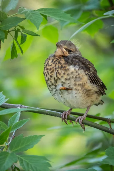 Fieldfare Chick Turdus Pilaris Has Left Nest Sitting Branch Chick — Stock Photo, Image