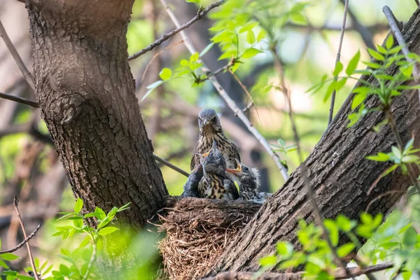 Drosselfeld Turdus Pilaris Einem Nest Mit Küken Feldzug Mit Küken — Stockfoto