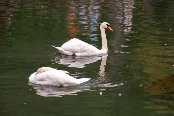 Two Graceful White Swans Swim Dark Water Mute Swan Cygnus — Stock Photo, Image