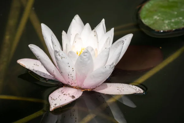 緑の背景に白い睡蓮の花 池の中の睡蓮ニンファアルバ — ストック写真