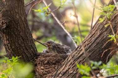Ardıç Kuşunun yavruları, Turdus Pilaris, bir yuvada. Tarla civcivleri vahşi doğada.
