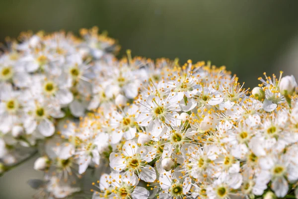 Bílé Třešňové Květiny Větve Kvetoucího Stromu Třešeň Bílými Květy Rozmazané — Stock fotografie