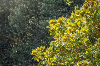 Taze manolya yaprakları dalda. Magnolia grandiflora, genellikle güney manolya ya da boğa körfezi olarak bilinir, taze yeşil yapraklı dal.
