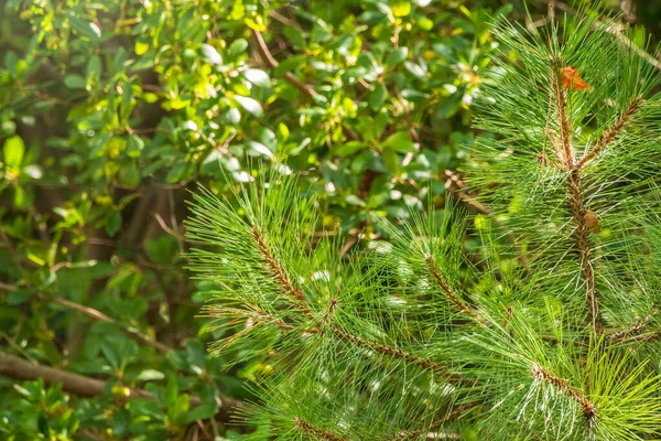 Des Aiguilles Sur Une Branche Pin Fraîcheur Nature Concept Latine — Photo