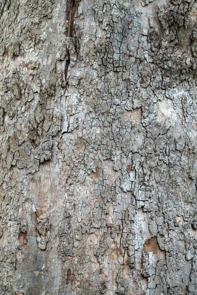 전나무 줄기의 나무껍질의 질감을 줄인다 자연적 — 스톡 사진