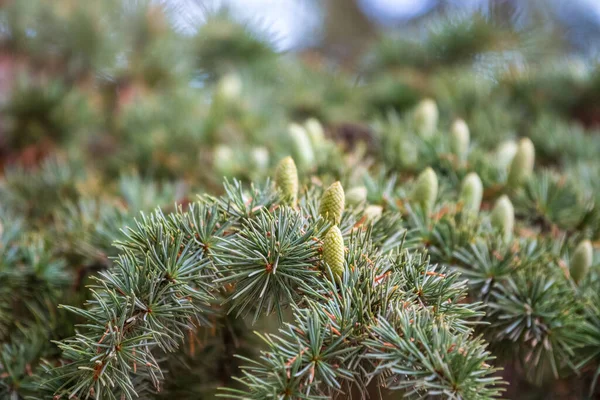 阿特拉斯香柏树的分枝 上面有针头和锥果 雪松阿特拉斯拉特 一种大型的常绿雪松 另一个科学的名字是Cedrus Libani Naqutica 有花粉锥的分枝 — 图库照片