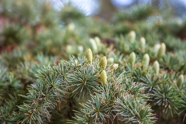 Větev Atlasového Cedru Jehlami Kužely Cedar Atlas Lat Cedrus Atlantica — Stock fotografie