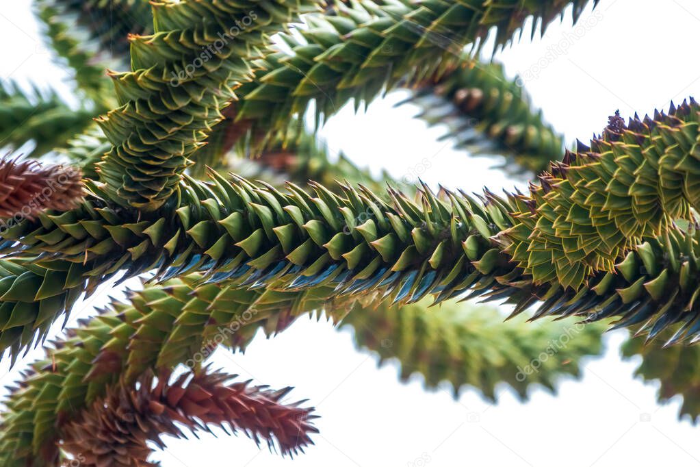 Needles of evergreen tree Araucaria araucana,commonly called the Monkey Puzzle Tree, Monkey Tail Tree, Pewen or Chilean Pine