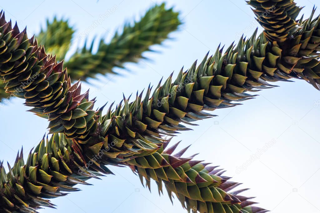 Needles of evergreen tree Araucaria araucana,commonly called the Monkey Puzzle Tree, Monkey Tail Tree, Pewen or Chilean Pine