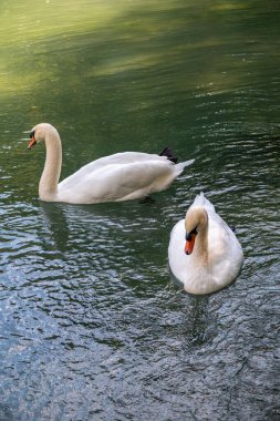 İki zarif beyaz kuğu karanlık suda yüzüyor. Dilsiz kuğu, Cygnus rengi.