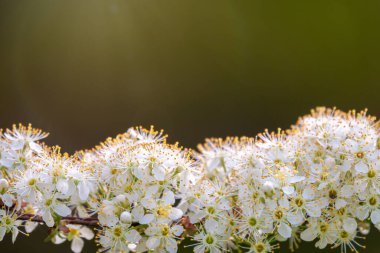 Beyaz kiraz çiçekleri. Çiçek açan bir ağacın dalları. Beyaz çiçekli kiraz ağacı. Bulanık arkaplan.