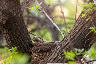 Ardıç Kuşunun yavruları, Turdus Pilaris, bir yuvada. Tarla civcivleri vahşi doğada.