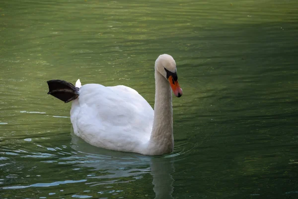 Cisne Branco Gracioso Nadando Lago Com Água Verde Escura Cisne — Fotografia de Stock