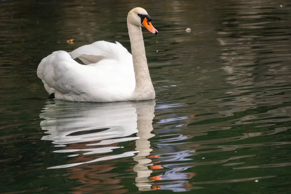 Grazioso Cigno Bianco Che Nuota Lago Con Acqua Verde Scuro — Foto Stock