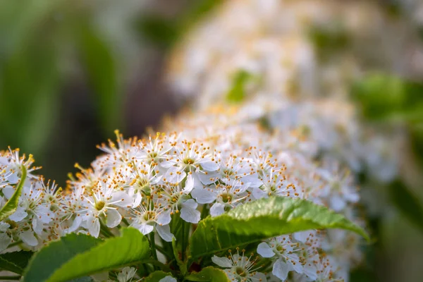 White Cherry Flowers Branches Blossoming Tree Cherry Tree White Flowers — Stock Photo, Image