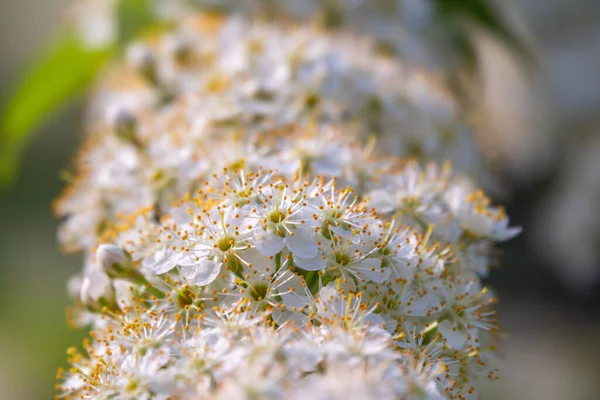 Weiße Kirschblüten Die Äste Eines Blühenden Baumes Kirschbaum Mit Weißen — Stockfoto