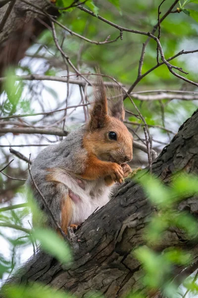 Wiewiórka Orzech Siaduję Gałąź Wiosna Czy Lato Eurazjatycka Czerwona Wiewiórka — Zdjęcie stockowe