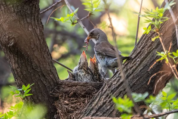 Drosselfeld Füttert Küken Mit Regenwürmern Drossel Turdus Pilaris Mit Neugeborenen — Stockfoto