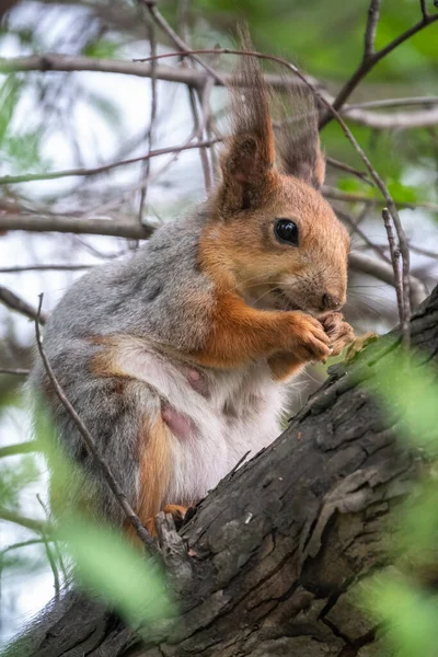 Squirrel Nut Sits Branches Spring Summer Eurasian Red Squirrel Sciurus — Stock Photo, Image