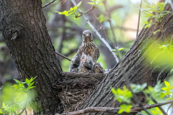 Drosselfeld Turdus Pilaris Einem Nest Mit Küken Feldzug Mit Küken — Stockfoto