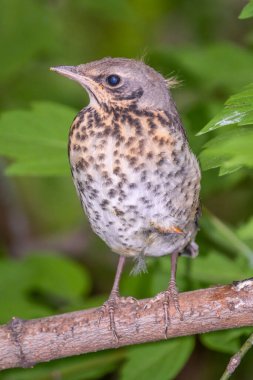 Tarla civcivi Turdus Pilaris yuvadan ayrıldı ve bir dalın üzerinde oturuyor. Sahada oturan bir civciv ağaç dalında ebeveynini bekliyor. Bahar Ormanından vahşi yaşam sahnesi.