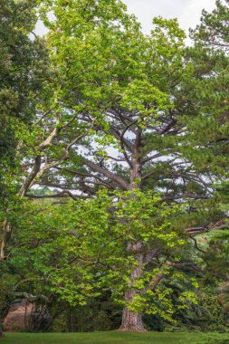 Yeşil yapraklı büyük ağaç Pltatanus oreintalis ve gün batımında futis. Platanus orientalis, Eski Dünya çınarı ya da Doğu düzlemi.