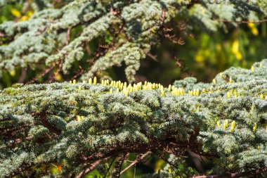 İğne ve külahlı bir Atlas sedir dalı. Cedar Atlas Lat. Cedrus Atlantica - büyük yeşil sedir ağacı. Diğer bir bilimsel isim Cedrus libani atlantica. Polen kozalaklı dal.