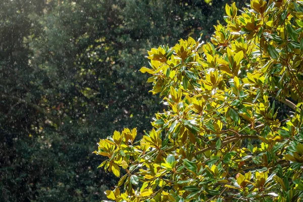 Taze manolya yaprakları dalda. Magnolia grandiflora, genellikle güney manolya ya da boğa körfezi olarak bilinir, taze yeşil yapraklı dal.