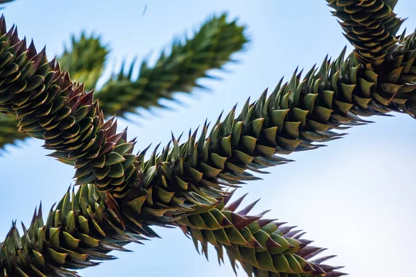Nadeln Des Immergrünen Baumes Araucaria Araucana Allgemein Als Affenpuzzlebaum Affenschwanzbaum — Stockfoto