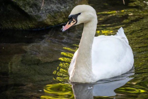 Elegante Cisne Blanco Nadando Lago Con Agua Verde Oscura Cisne — Foto de Stock