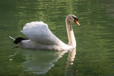 Koyu yeşil suyla gölde yüzen zarif beyaz bir kuğu. Beyaz kuğu suya yansıtılır. Dilsiz kuğu, Cygnus rengi.