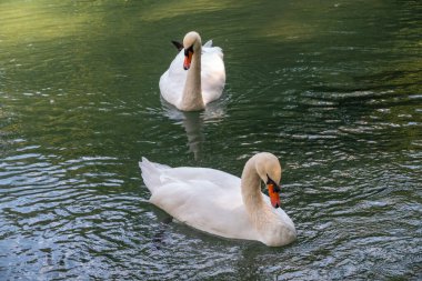 İki zarif beyaz kuğu karanlık suda yüzüyor. Dilsiz kuğu, Cygnus rengi.