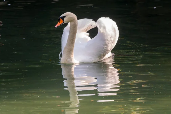 Ein Anmutiger Weißer Schwan Schwimmt Auf Einem See Mit Dunkelgrünem — Stockfoto