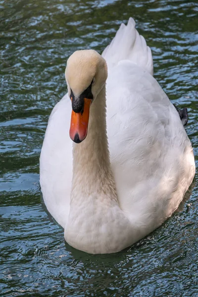 Graciös Vit Svan Som Simmar Sjö Med Mörkgrönt Vatten Den — Stockfoto