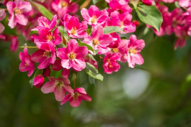 Çiçek açan bir elma ağacının mavi arka planlı taze pembe çiçekleri. Armut dibine düşermiş. Pembe çiçekler, yakın plan..