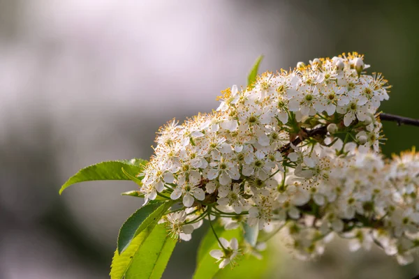 Flores Brancas Cereja Ramos Uma Árvore Florescente Cerejeira Com Flores — Fotografia de Stock