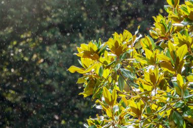 Taze manolya yaprakları dalda. Magnolia grandiflora, genellikle güney manolya ya da boğa körfezi olarak bilinir, taze yeşil yapraklı dal.