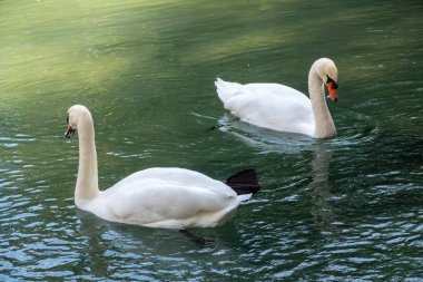 İki zarif beyaz kuğu karanlık suda yüzüyor. Dilsiz kuğu, Cygnus rengi.