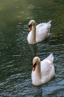 İki zarif beyaz kuğu karanlık suda yüzüyor. Dilsiz kuğu, Cygnus rengi.