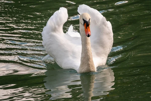 Elegante Cisne Blanco Nadando Lago Con Agua Verde Oscura Cisne — Foto de Stock