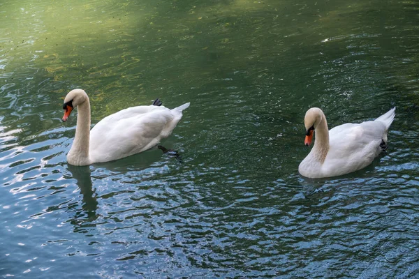 Two Graceful White Swans Swim Dark Water Mute Swan Cygnus — Stock Photo, Image