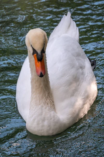 Elegante Cisne Blanco Nadando Lago Con Agua Verde Oscura Cisne —  Fotos de Stock