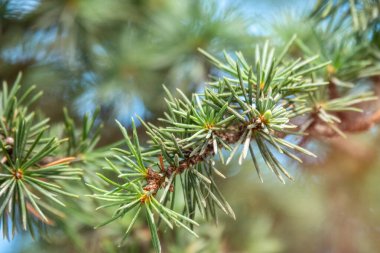 Gün batımında yeşil ladin dallarının arka planı. Taze köknar dalı
