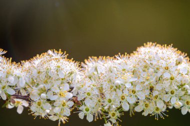 Beyaz kiraz çiçekleri. Çiçek açan bir ağacın dalları. Beyaz çiçekli kiraz ağacı. Bulanık arkaplan.